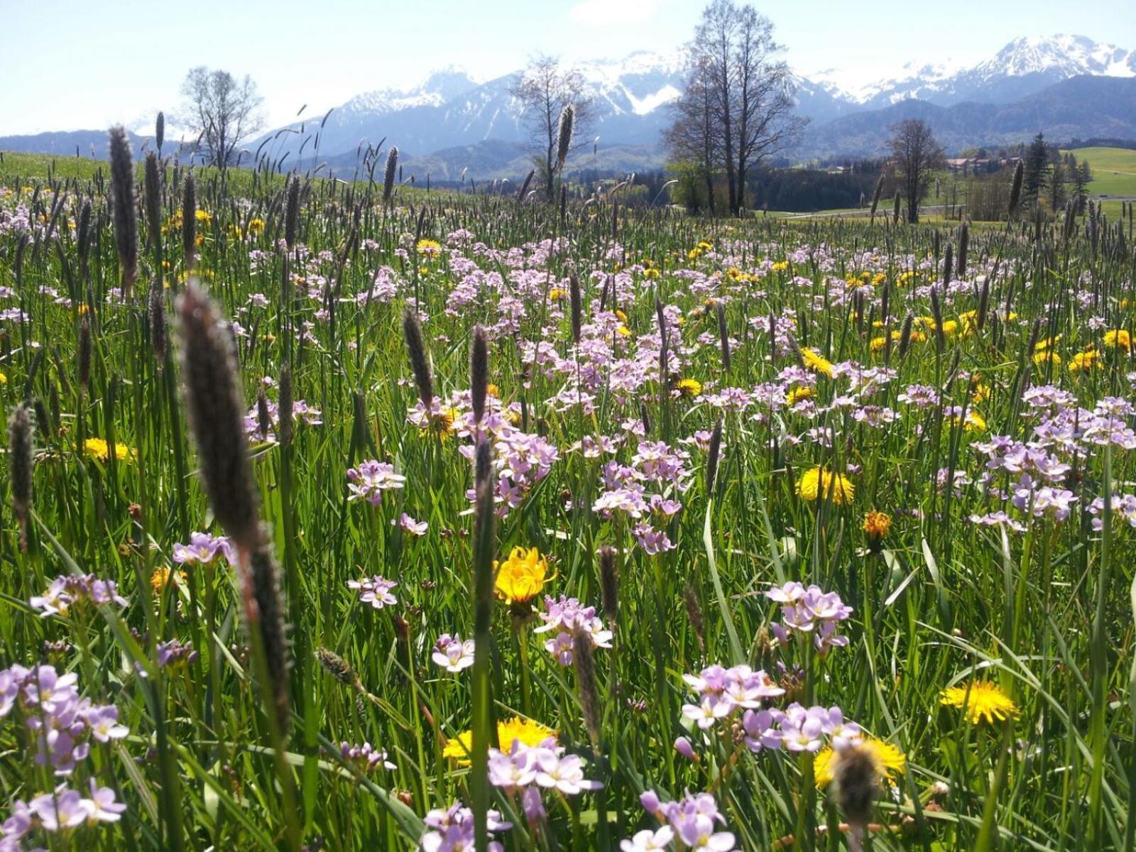 Ferienhaus Mayr - Ferienwohnung Bergblick Füssen Esterno foto